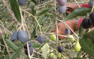 Olives on the tree - the harvest begins in Paradiso Integrale